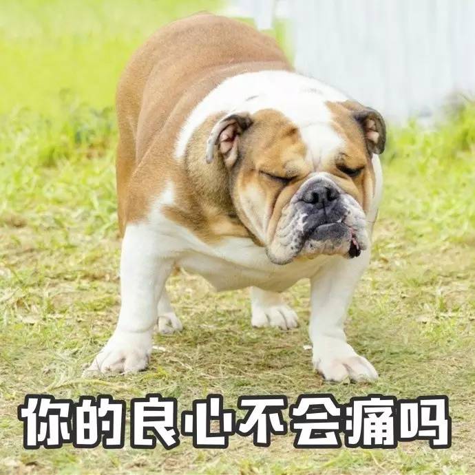 恶犬变成表情包搞事情