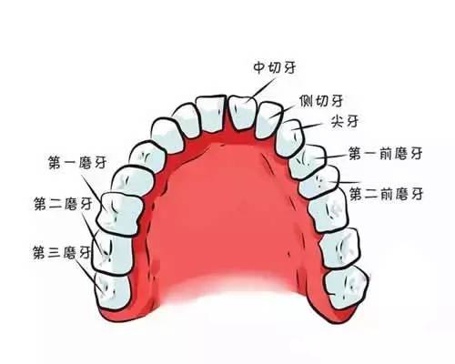 11-13岁以后出第二磨牙.