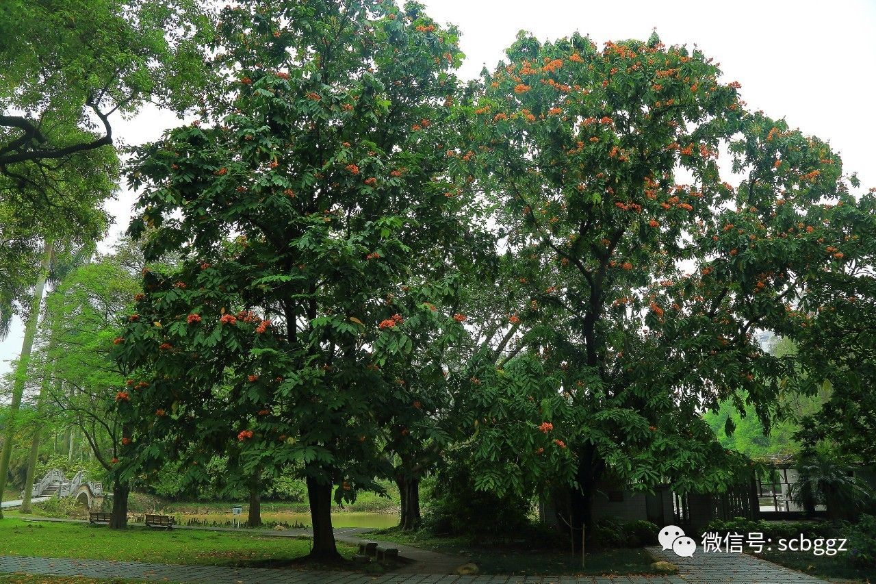 佛教圣树无忧树盛开赏花正当时