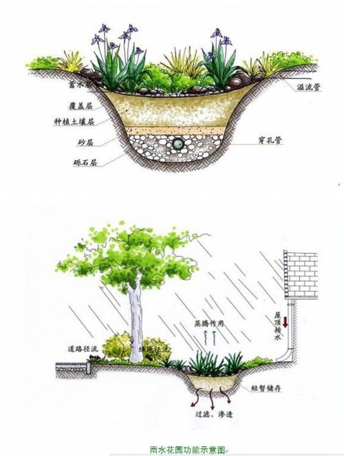 从污水净化到雨水花园给你最全的植物配置方式