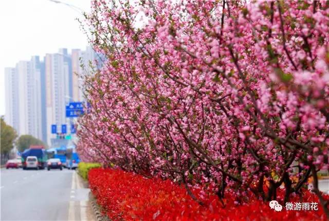 春天来雨花,和海棠撞个满怀