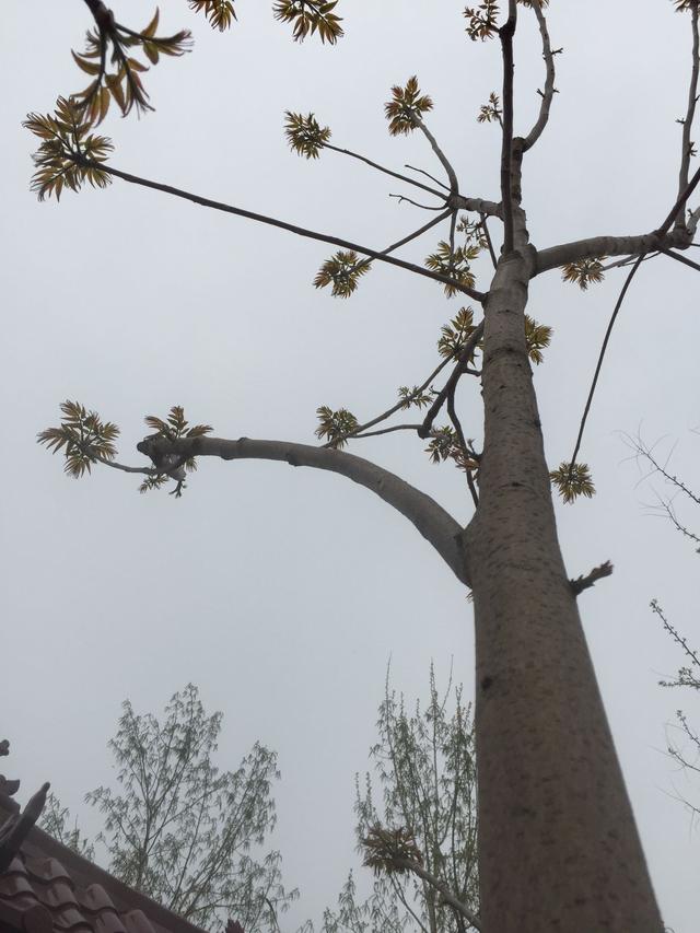 正值春暖花开的好时候,阿姨家的院子里香椿和榆钱长的正好,我们爬树的