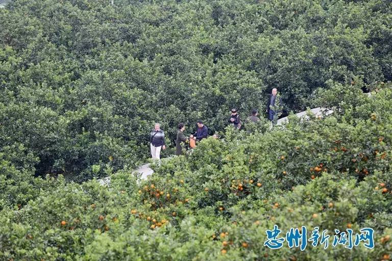 不怕被橘花香熏醉, 你就来忠县三峡橘海吧!