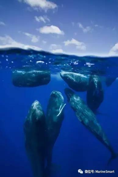 如果带着氧气罐被大型抹香鲸吞进肚子里，那还有成功逃出来的可能吗？