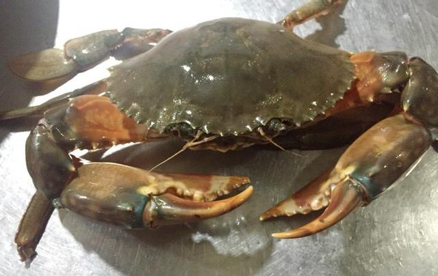 海鲜市场上常见的四种青蟹红蟳科普