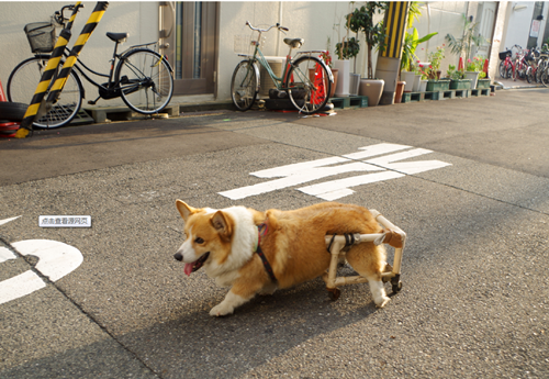 柯基犬后腿突然瘸了,抬着腿走路是什么原因