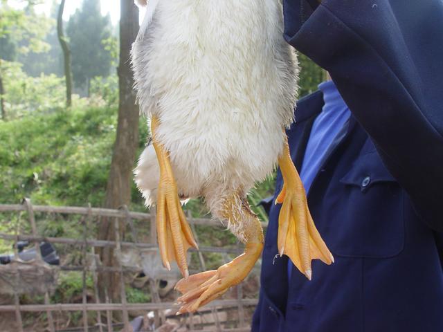 近百只鸭苗,其妻子在给鸭子喂饲料时就发现其中有只小鸭屁股有点异常
