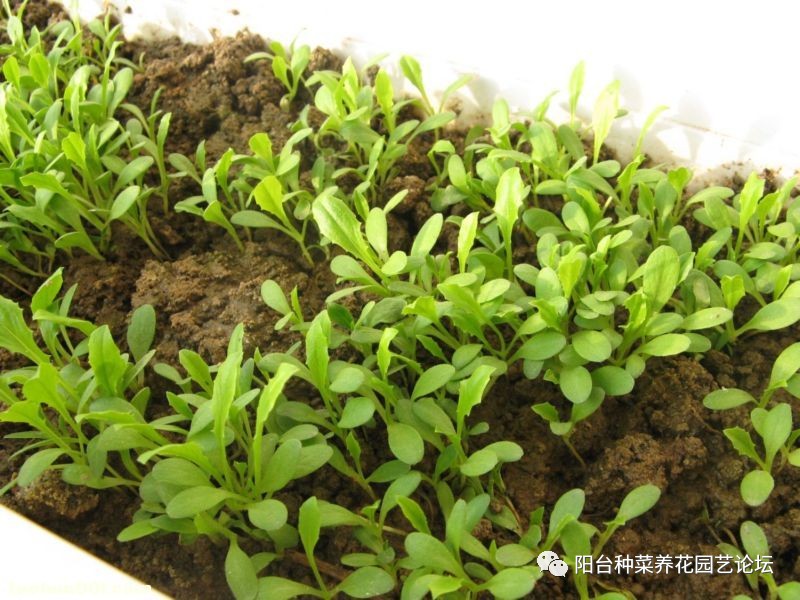 五品妖精种菜日记我的油麦菜生菜泡泡青苋菜樱桃萝卜