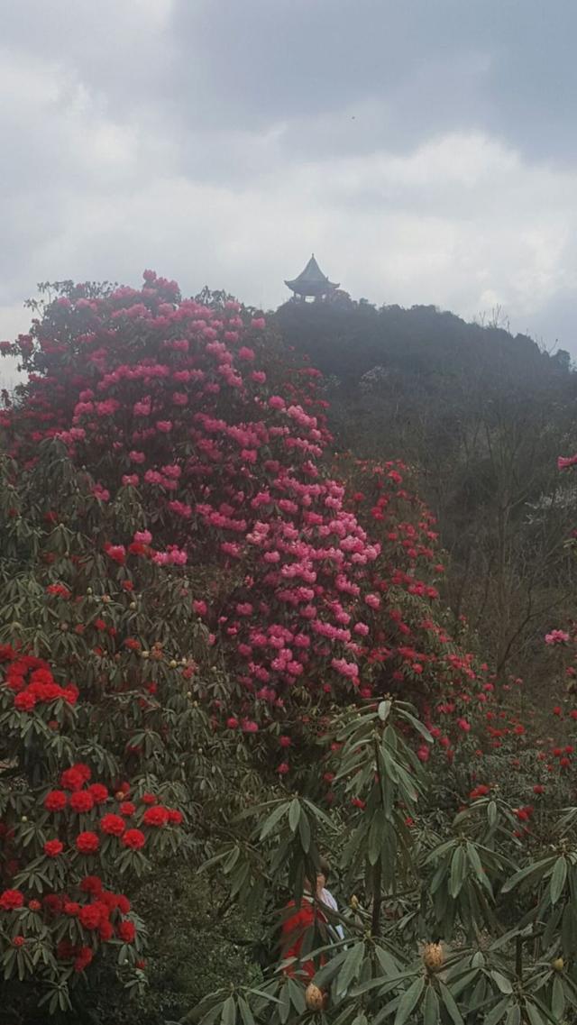 贵州省毕节市大方县百里杜鹃花游览记