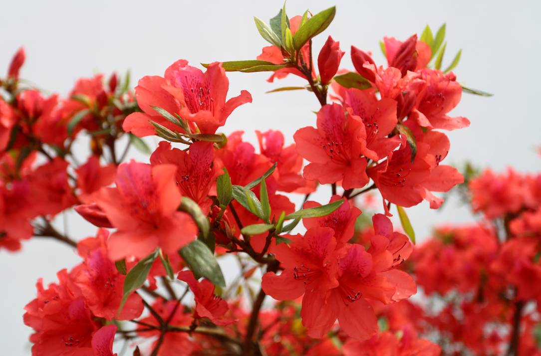 红色摇篮井冈山:漫山杜鹃红遍,以花为媒唱响"多彩之旅"