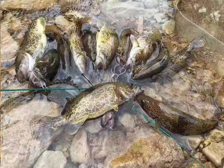其它 正文  现在是千岛湖路亚鳜鱼的最佳时间,一般黄金猎鳜季将持续