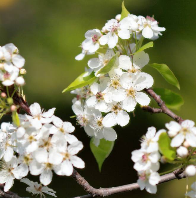 你能分清樱花桃花梨花海棠花吗麻瓜