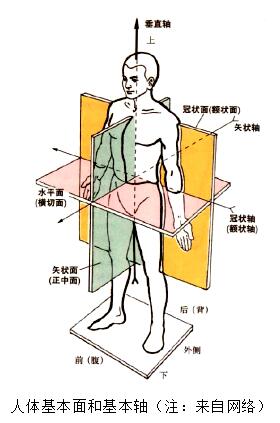 水平面:或称横切面,横切人体,与地面平行的切面,将人体分为上下两