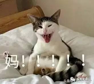 猫咪表情包太鬼畜:这些猫已经被搞疯啦!妈,快帮我拿我