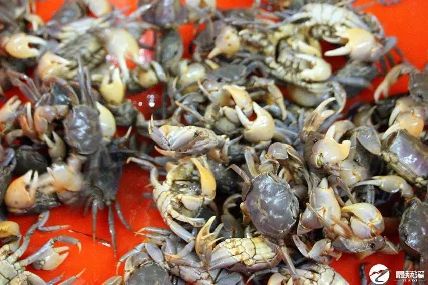 "螃元蟹"又唤白玉蟹,对老慈溪来说,是餐桌上最常见的下饭小菜.