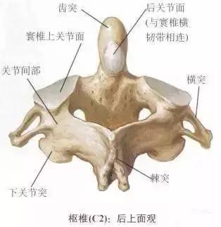 2-枢椎