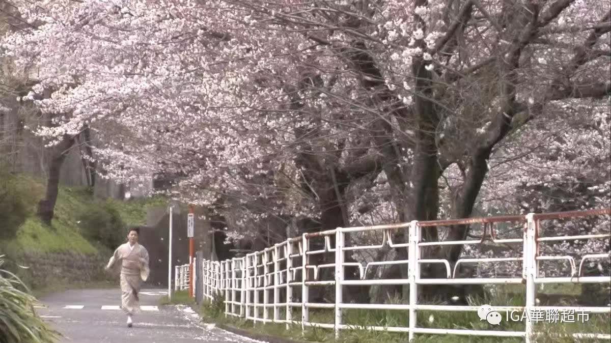 还是想在樱花树下来一次日剧跑