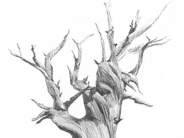 如何学素描——素描枯树的绘画教程