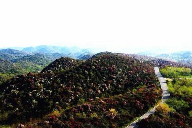 贵州毕节市黔西金坡乡煤洞场百里杜鹃花又盛开你怎能还不到