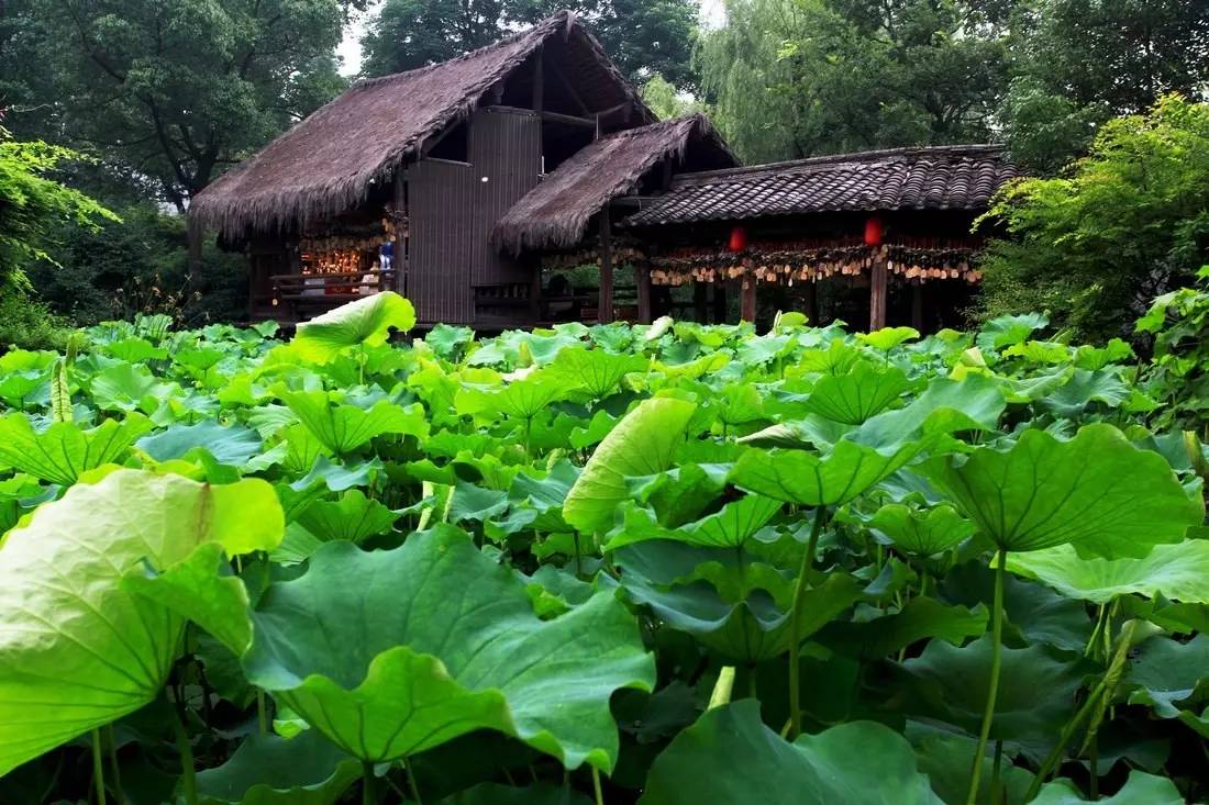 开在浙江首个城市湿地公园里的精品民宿