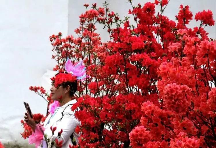 姚村乡首届映山红赏花节掠影