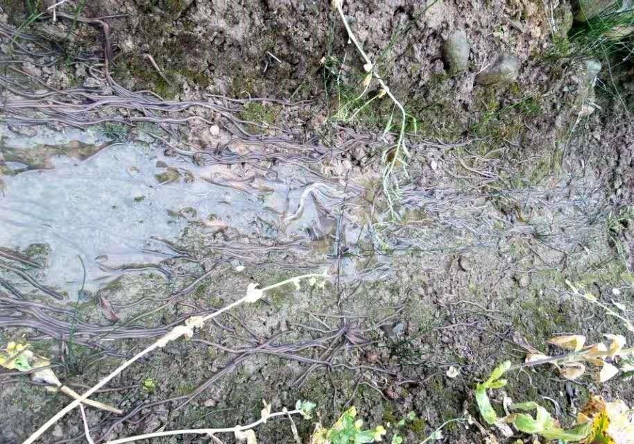 四川达州一场暴雨之后,成群蚯蚓钻出泥土整体迁徙