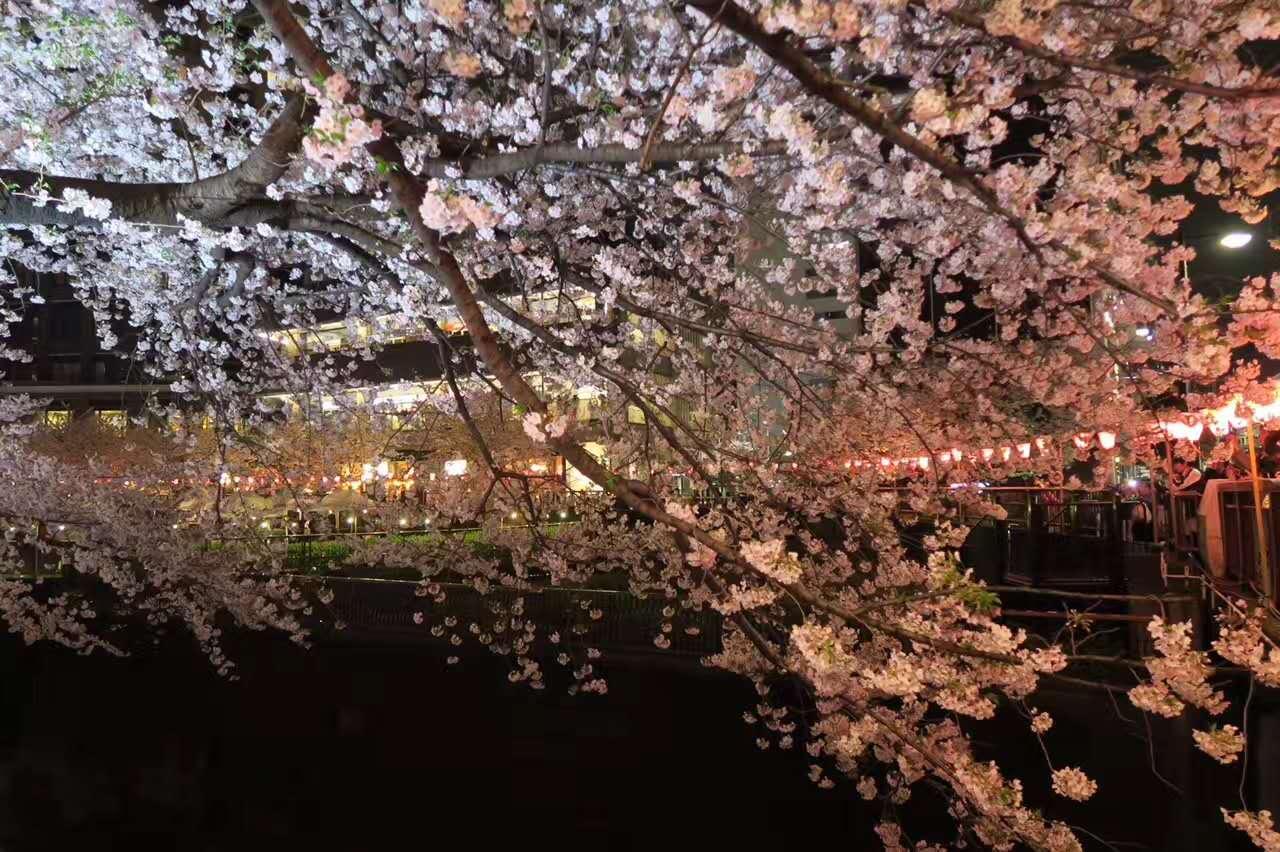 东京目黑川的花期,晚上看樱花最好