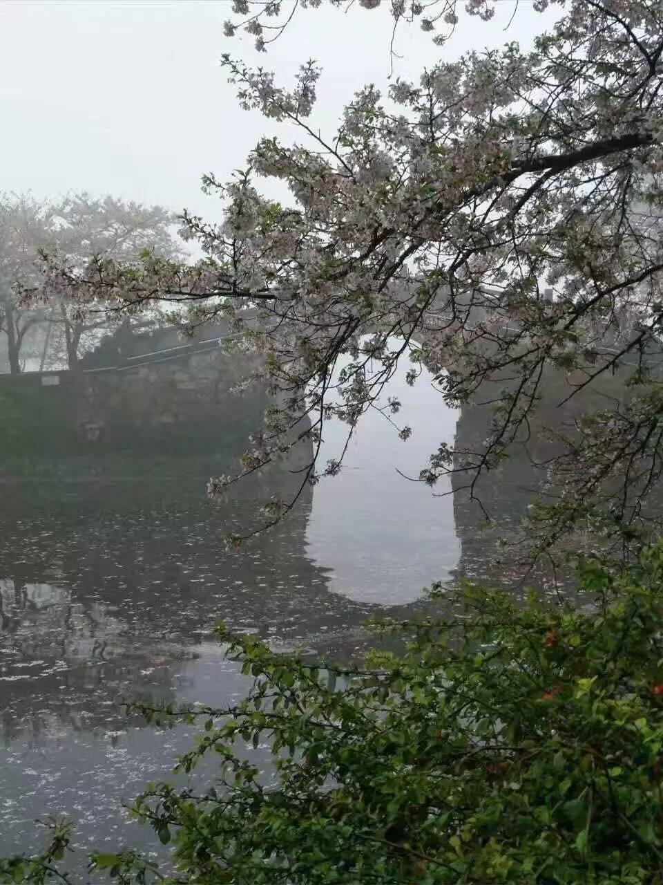 夜来风雨声 "花落"知多少