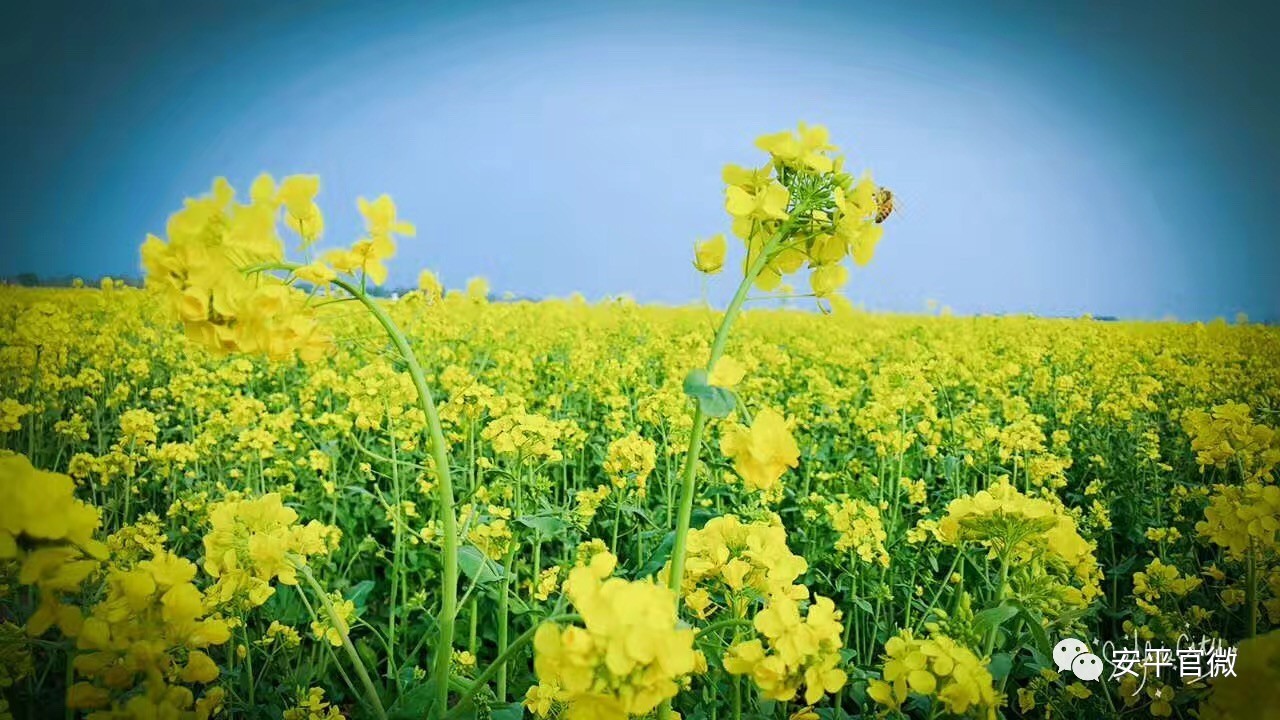 安平人在家门口赏万亩油菜花盛况