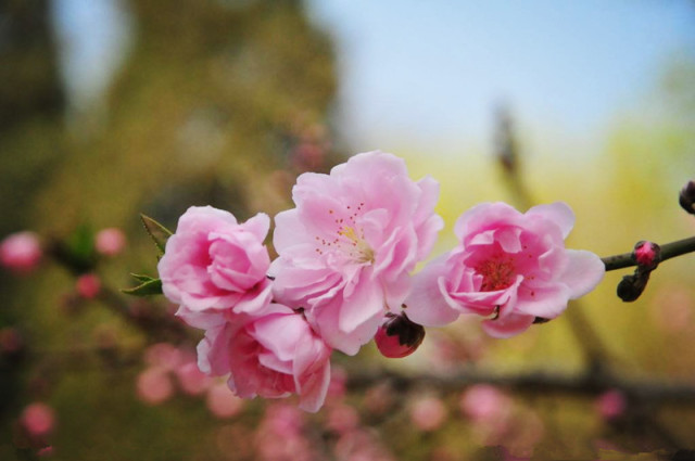 三月桃花笑春风简谱_三月桃花笑春风