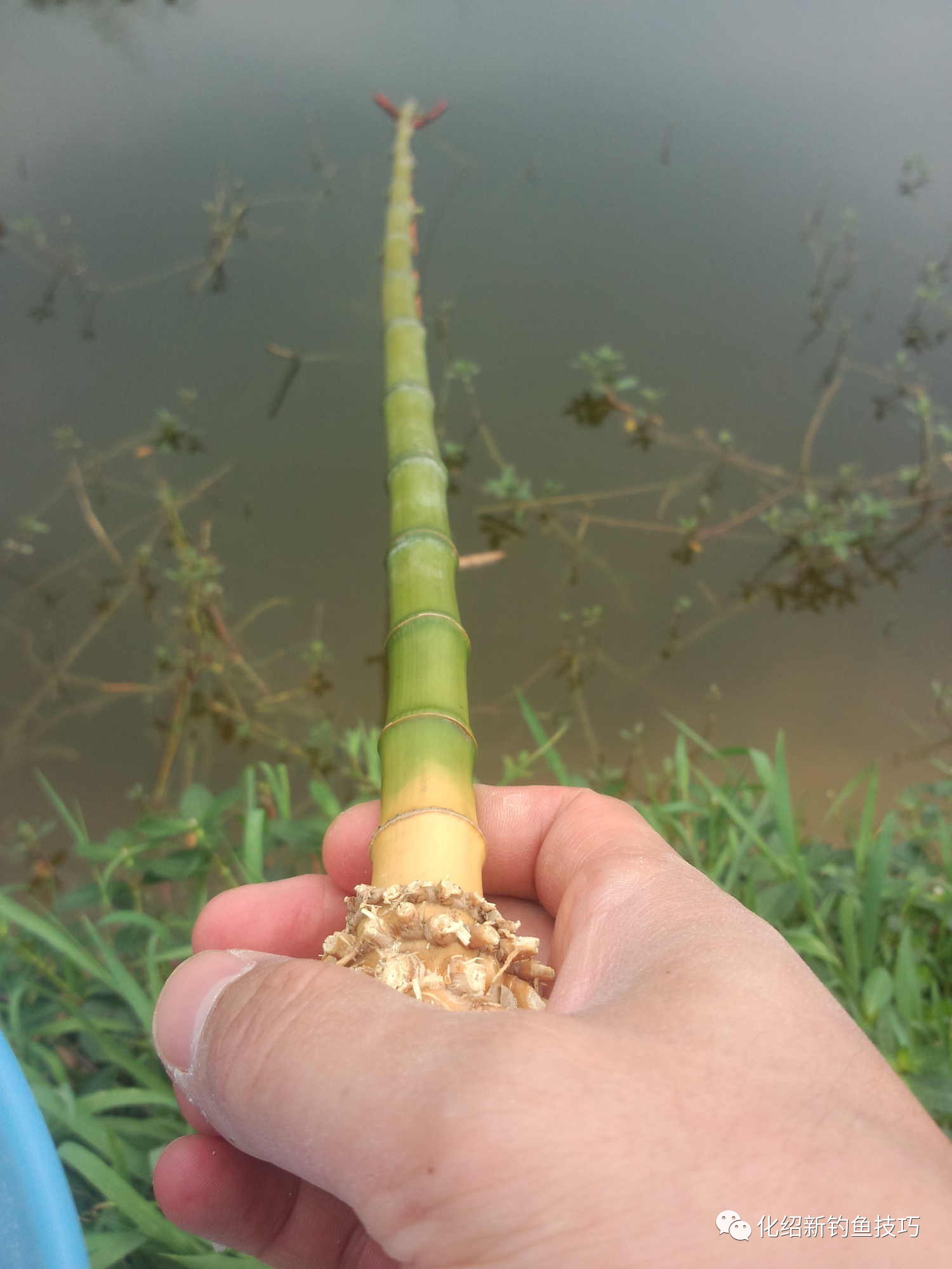 水库边挖根竹子当鱼竿,小爽一把