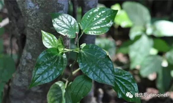 农村草药,膳食去腥增鲜,药用治脚气,痔疮,牙疼和咳喘