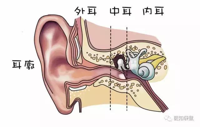 耳轮,对耳轮;耳轮脚,对耳轮上下脚;耳屏,对耳屏;屏间切迹,耳甲艇,耳甲