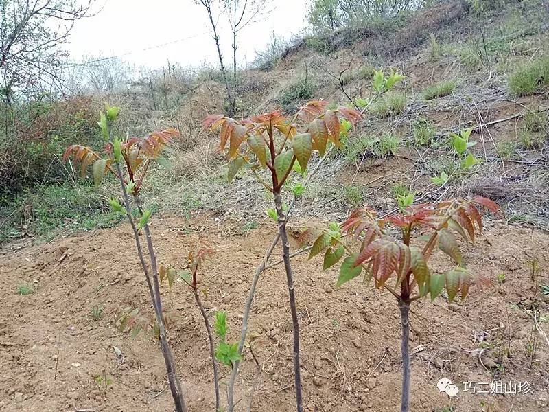 香椿树是大凶