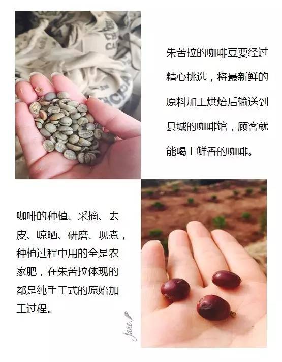 大理宾川"朱苦拉"咖啡有多神奇?据说每一口都有少女的唇香