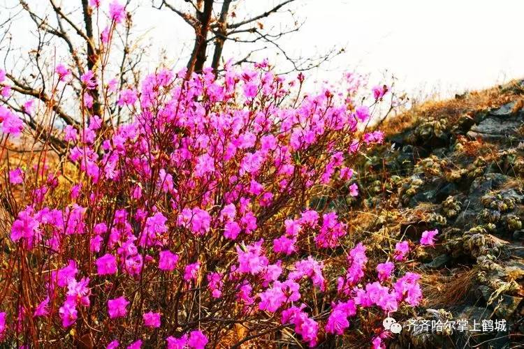 在碾子山区山地赛道中,隐藏半坡杜鹃花影,周边乔木环绕,花树其间,风波