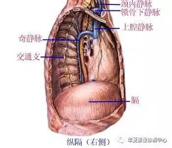 奇静脉达第4胸椎高度,形成奇静脉弓(archof azygos vein)转向前行