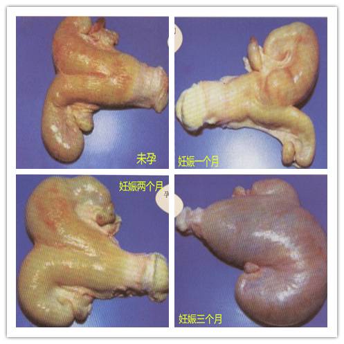 二,直肠检查法观察乳房变化和胎动,外部触诊,看牛眼等.