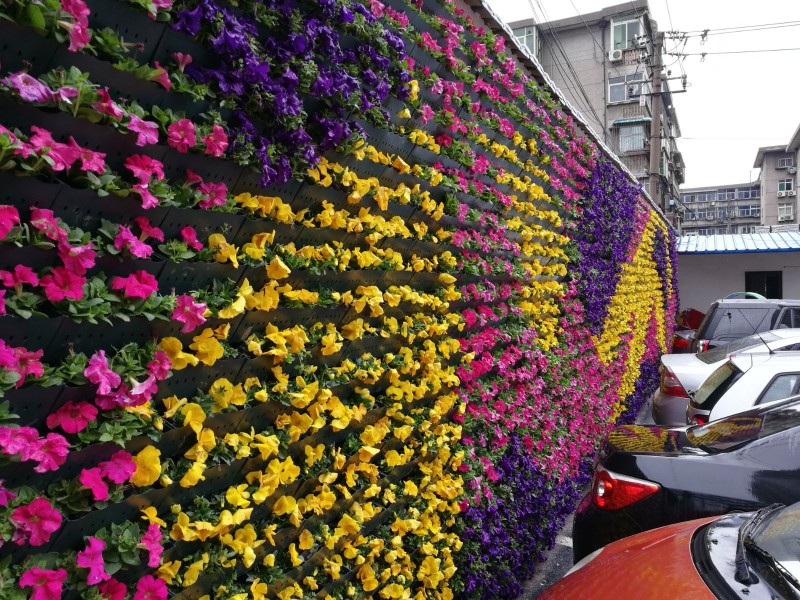 近期,碑林区文艺路街道在文艺北路金色城市小区周边探索建立花墙,并