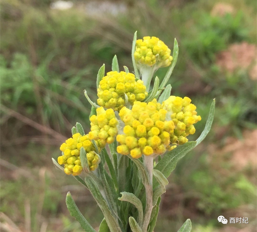 艾草主要有蕲艾,黄花艾,香艾之分.