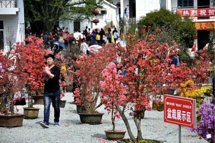 姚村乡首届映山红赏花节掠影