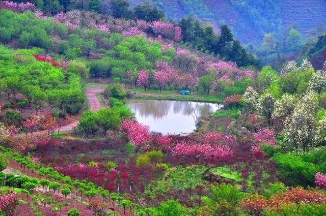 【活动预告】4月16日四明山赏樱花雨,万亩樱海漫步之旅!