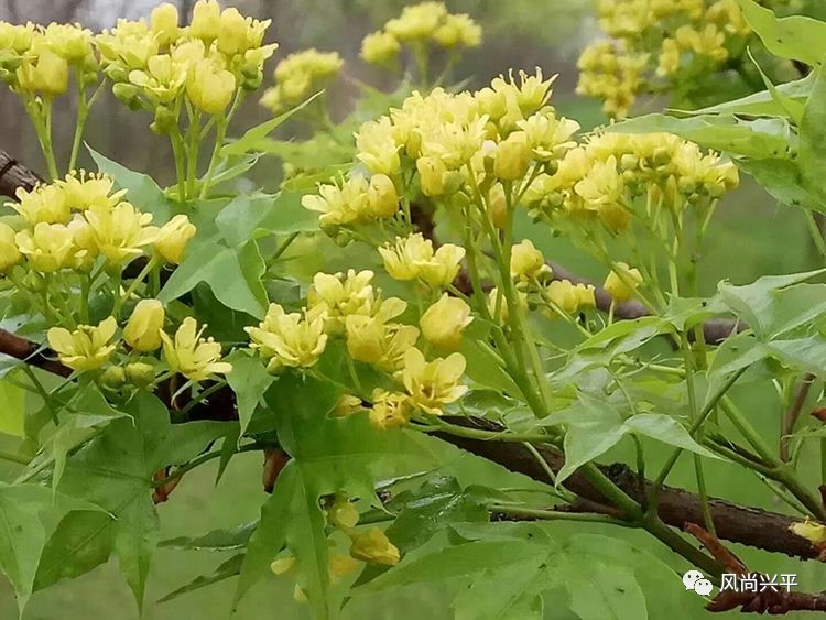 兴平城北,有片元宝枫林