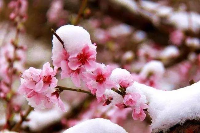 山区,景区的朋友,却晒出一个个小视频,辉县山区下雪了,桃花朵朵,雪花