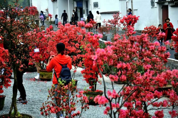 姚村乡首届映山红赏花节掠影