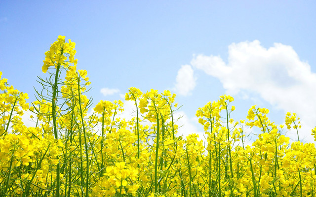 2017石家庄首届千亩油菜花节 开幕啦 3000亩油菜花海 赏花区,绘画区