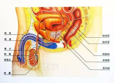 尿道属于泌尿系统,但由于男性泌尿生殖器官的解剖位置十分贴近,二者的