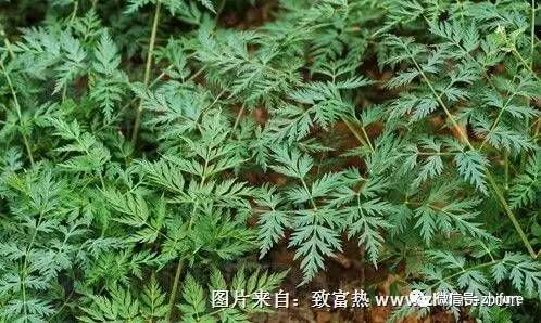 川芎中药植物的养殖技术