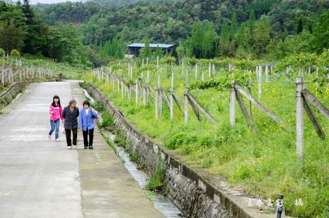 桃花源般的都江堰向峨石花村美景