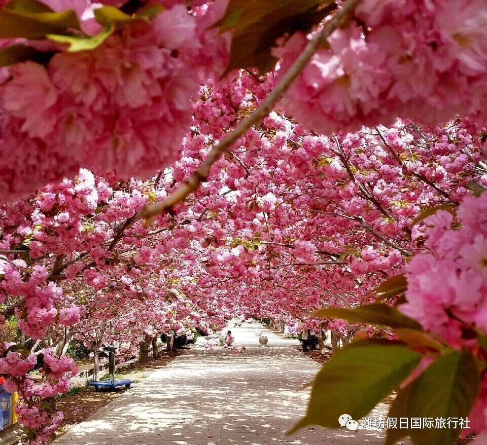 【花都开好了】濯村樱花节,圆你一个"世外桃源"的美梦